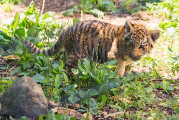 Baby tiger glares stones,asahiyama zoo , asahikawa japan