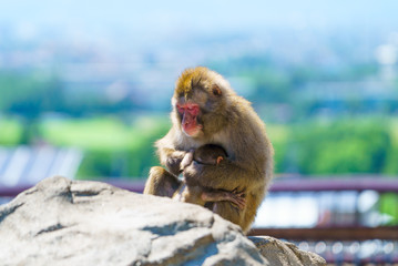 Japanese monkey hugging children,asahiyama zoo, asahikawa japan.