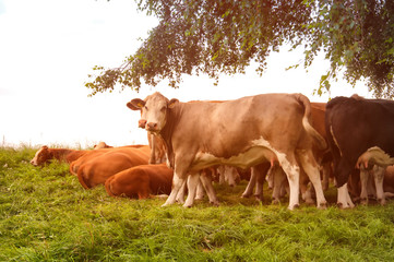 Obraz premium Cows grazing on a lovely green pasture