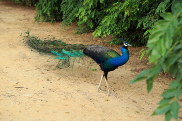 Fototapeta premium Beautiful vibrant colors Peacock, Indian peafowl, Blue peafowl,