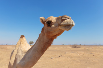Obraz premium camels in the desert