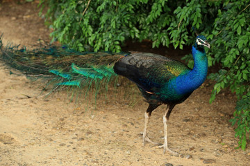 Beautiful vibrant colors Peacock, Indian blue peafowl, Pavo cris - obrazy, fototapety, plakaty