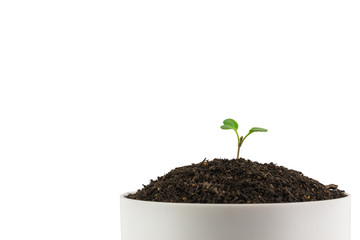 Sapling of a tree