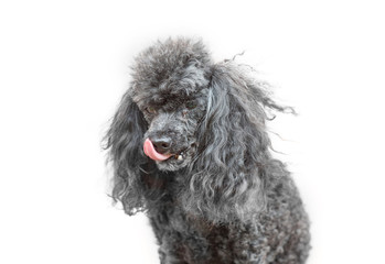 Седой черный пудель