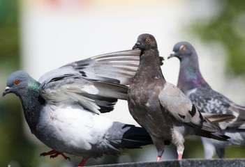 pigeon on fountain