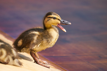 親ガモを呼ぶ子ガモ
