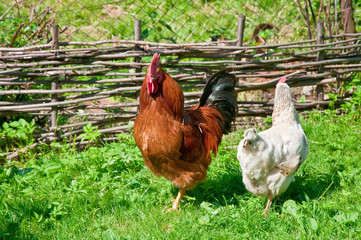Hen and rooster