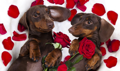 Brown chocolate color dog dachshund  and red roses and a box of  Valentine's Day © liliya kulianionak