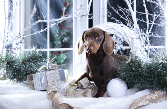 Christmas dachshund puppy