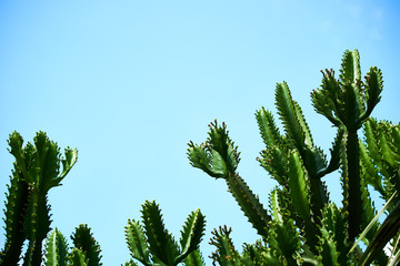 cactus flower against the blue sky day
