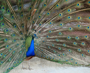 Obraz premium Beautiful vibrant colors Peacock, Indian blue peafowl, Pavo cris