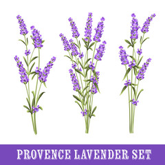 Set of lavender flowers elements. Collection of lavender flowers on a white background. illustration bundle.