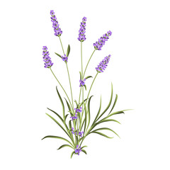 Bunch of lavender flowers on a white background. Label of soap package. Lavender card for invitation, label and other printing or web projects. Label with lavender flowers.