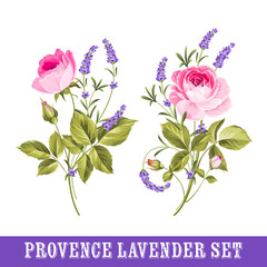 Vintage set of lavender flowers elements. Botanical illustration. Collection of lavender flowers on a white background. Watercolor lavender set. Lavender flowers isolated on white.