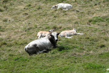 alle meine Kälber, Charolaisbulle mit 3 Kälbern liegend auf der Weide