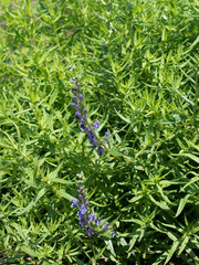 コガネバナ　薬用植物
