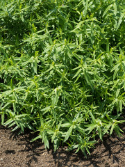 コガネバナ　薬用植物
