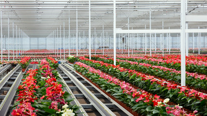 Flowers in a greenhouse 