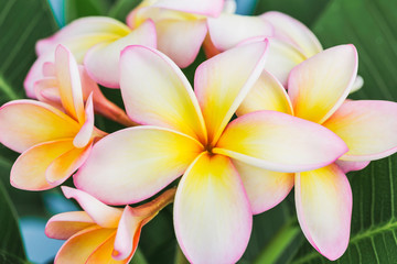 Plumeria or frangipani flower, Tropical flower.