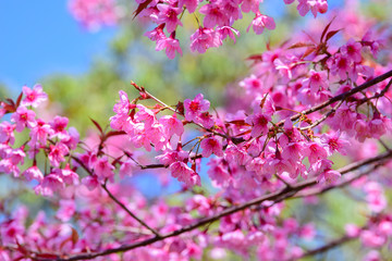 Pink flower, Wild Himalayan cherry blooming Prunus cerasoides