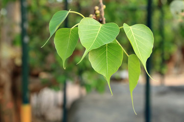 Heart shape leaf, pipal leaves on Bodhi tree in Buddhist temple.