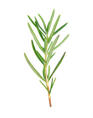rosemary isolated on white background