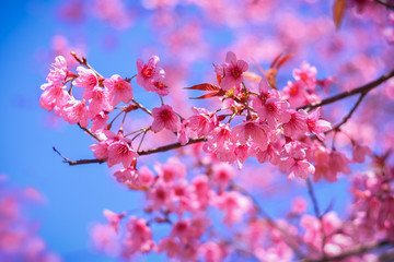 Pink flower, Wild Himalayan cherry blooming Prunus cerasoides