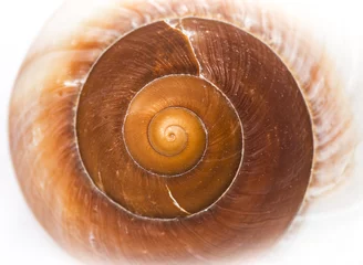 Poster macro detail of a sea shell © Vera Kuttelvaserova