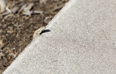 Small lizard crawls out of his hole. Portrait of a lizard, reptile on the background of gray cement slab. 