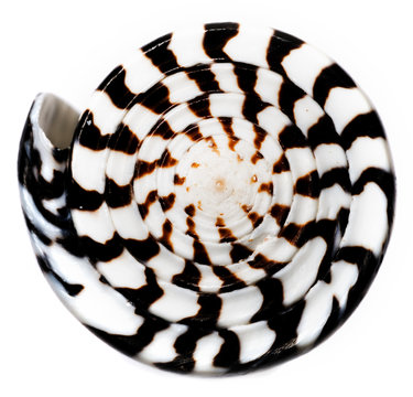 macro detail of a sea shell