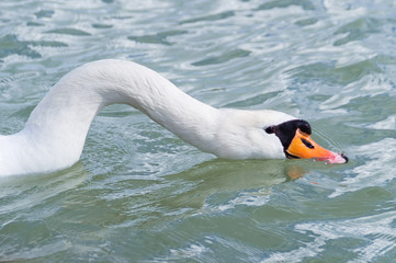 Swan on lake Balaton