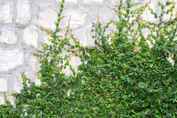 Ficus Pumila (Creeping Fig or Cimbing Fig) Plant on the Stone Wa