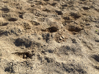 Orme di zoccoli nel campo di sabbia Migliorata