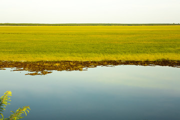 Fototapeta premium green grass and sky 