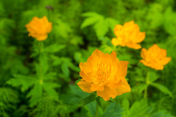 June - the time of flowering Globe