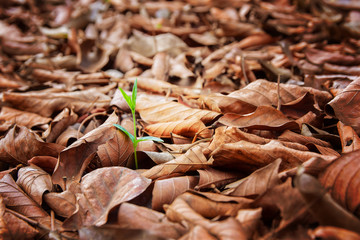 Small trees are growing, among dry leaves Concept of support building a future vignette, vintage tone 