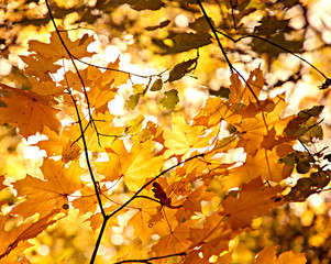 dry autumn leaves in sunny day in forest