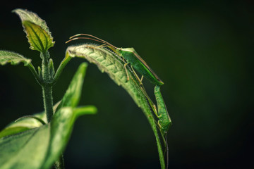 Close up of two shield bugs