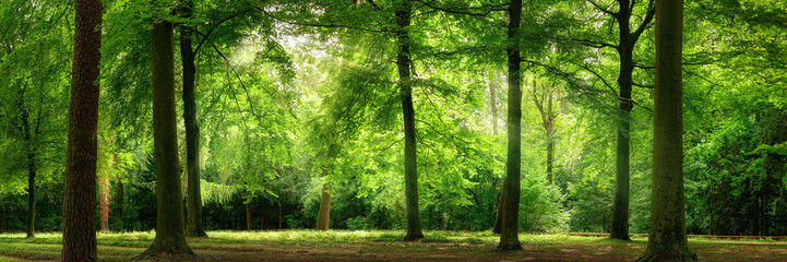 Panele Szklane Podświetlane  Panorama lasu w sennym, miękkim świetle i lekkiej mgiełce