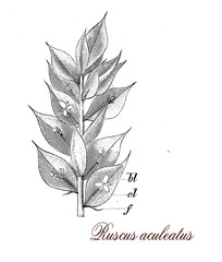 Ruscus aculeatus, botanical vintage engraving