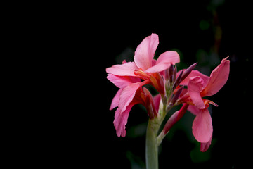 Pink Canna indica flower with balck background