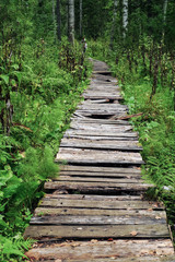 the taiga track covered with a wooden flooring