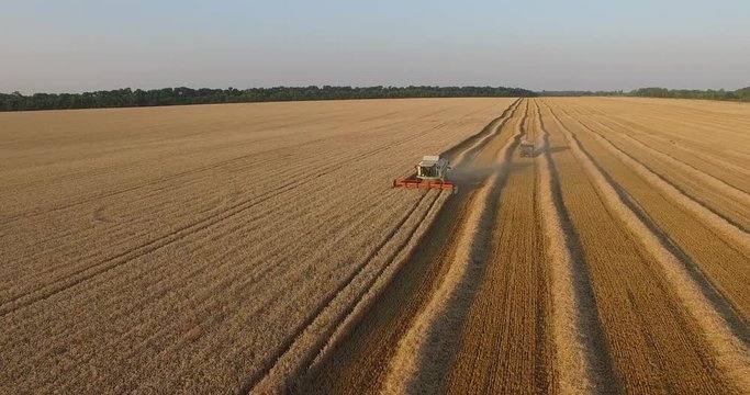 harvester threshing ripe wheat aerial view.