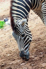 zebra finding food in the ground floor