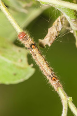 catepillar on leaf