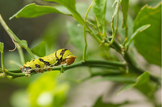 catepillar on leaf