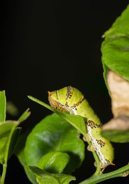 catepillar on leaf