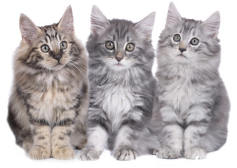 Drei norwegische Waldkatzen Babies