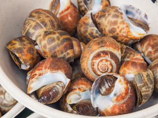 Fresh Babylonia areolata or Spotted babylon in market, Thailand / Seafood image