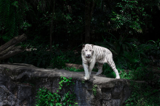 White tiger cames